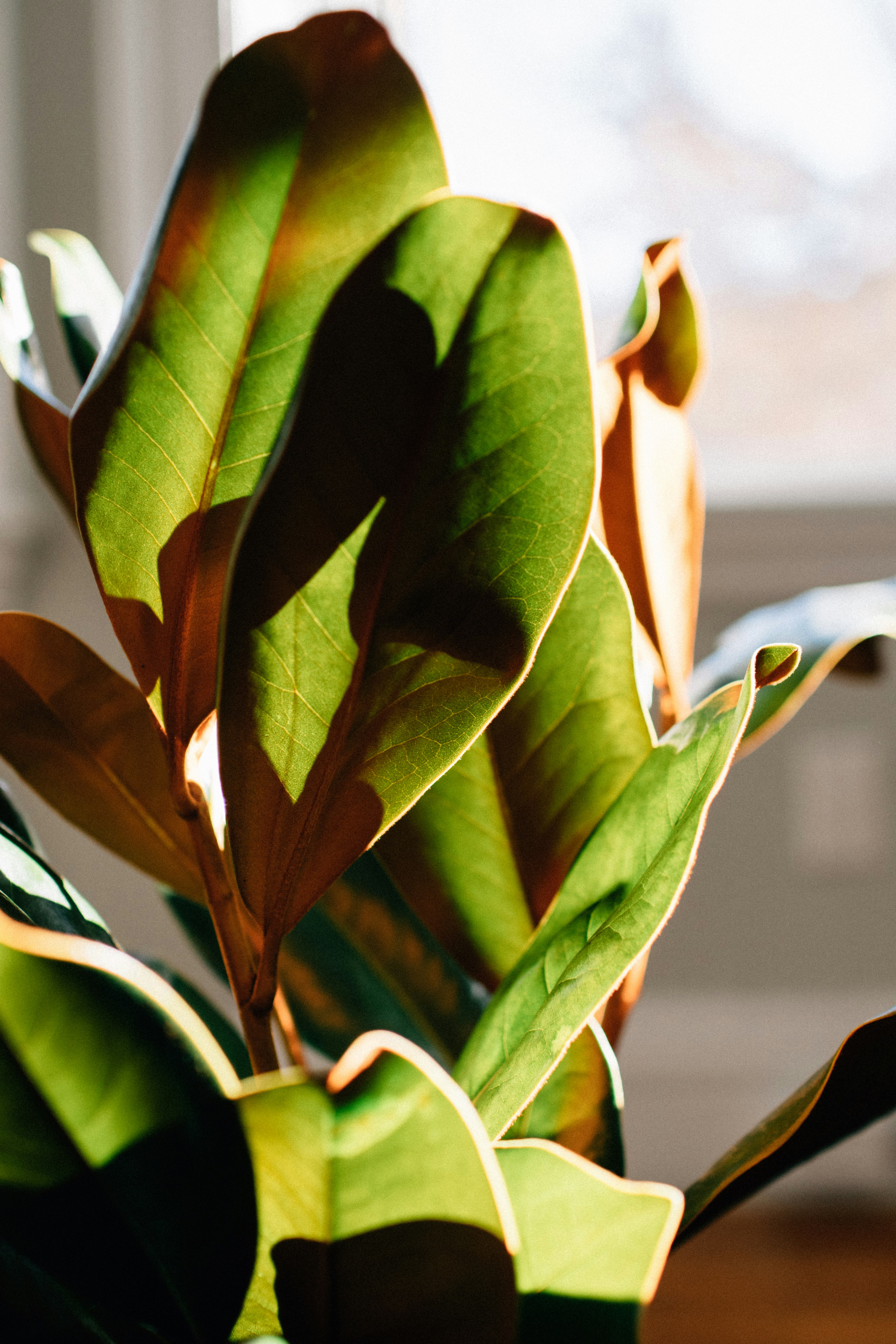 green plant in white pot